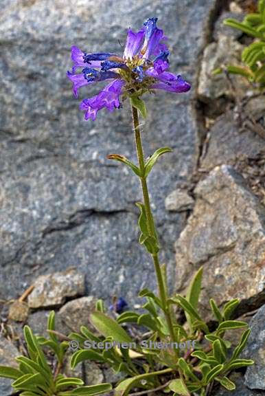 penstemon heterodoxus 2 graphic